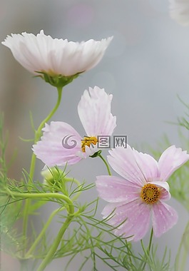 粉紅色,自然,花