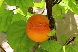 杏,水果樹,花園