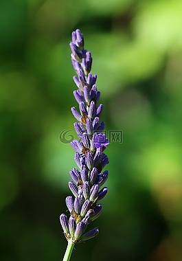 熏衣草,分支機(jī)構(gòu),花