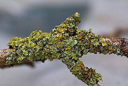 分支機構,泡沫,性質(zhì)