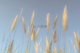 蘆葦,天空,自然