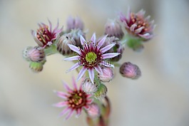 开花,houseleek,盛开