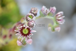 开花,houseleek,盛开
