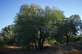 橄欖樹(shù),農(nóng)業(yè),意大利