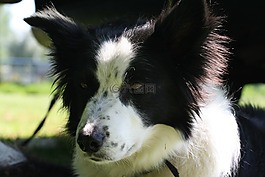 边境牧羊犬,黑白色,婊子
