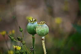罌粟,種子,鮮花