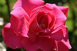 玫瑰,紅色,花園