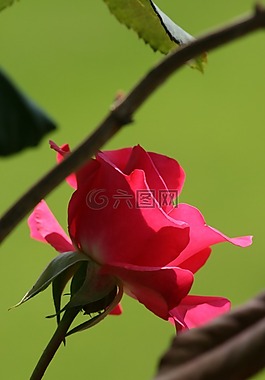 玫瑰,紅色,花園