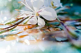 開花,廠,花