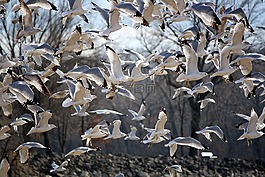鳥,海鷗,飛