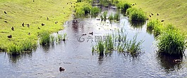 池塘,河,灌木