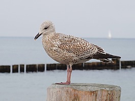 海鷗,鳥,水禽