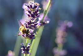 蜜蜂,花蜜,熏衣草