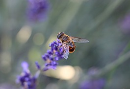 蜜蜂,花蜜,熏衣草