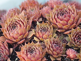 仙人掌,花园,性质