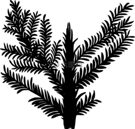 滅絕,葉,葉菜類