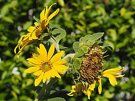 太陽花,花園,夏季