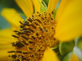 太陽花,開花,夏季