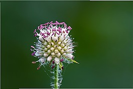 蓟,开花,紫