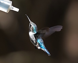 蜂鳥(niǎo),古巴,藍(lán)色