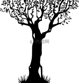 分支机构,叶,叶子