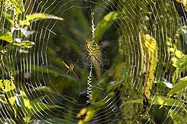 黄蜂蜘蛛,蜘蛛,zebraspinne