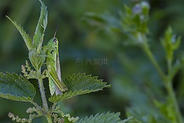 蚱蜢,金鐘,綠色