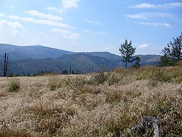 草甸,干草地,樹(shù)
