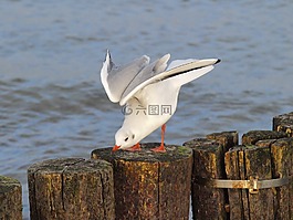 海鷗,水禽,羽毛