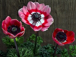 鮮花,花園?？?春天