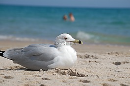 海灘,海鷗,肖像