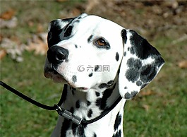 dalmatian,狗,宠物