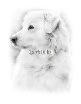 狗,德國牧羊犬,動物