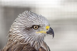鳥,翼,野生動物