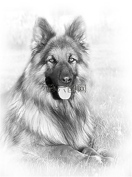 狗,德國(guó)牧羊犬,動(dòng)物