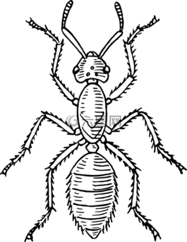 abc,動(dòng)物,螞蟻