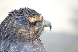 鳥,猛禽,鷹