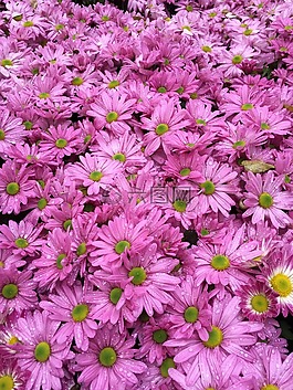 菊花,杭州植物園,杭州