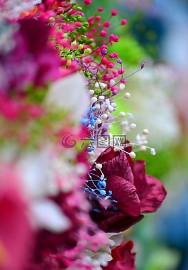 花,顏色,性質(zhì)