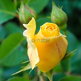 玫瑰,黃玫瑰,花