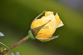花,羅莎,黃色