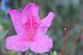 花卉,羅莎,植物