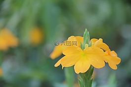 花卉,黃色,性質(zhì)