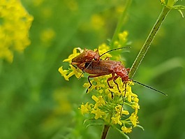 昆蟲(chóng),大自然,黃花