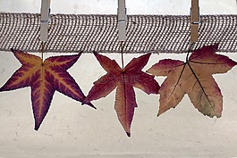 葉子,衣夾,秋天樹葉
