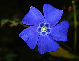 花,開花,藍(lán)色