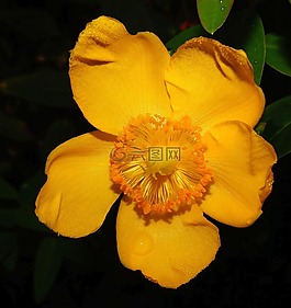 罂粟,eschscholzia 夜蛾,黄金罂粟