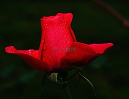 玫瑰,花,開花