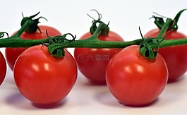 蕃茄,弗里施,食品