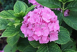 花,粉色,花園